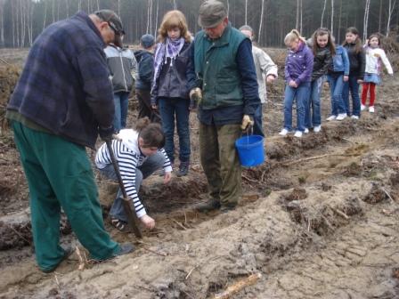 Sadzenie lasu w Leśnictwie Cisew