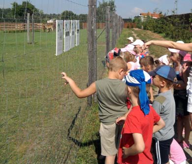 Mali turkowianie na safari