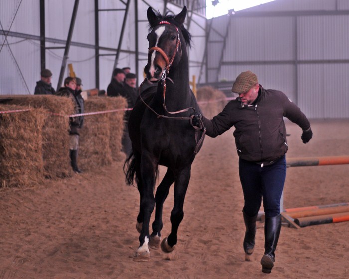 Powiatowy Przegląd Ogierów