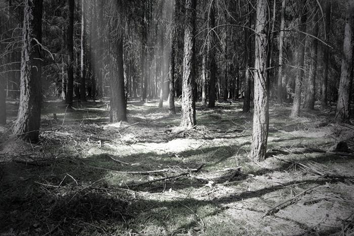 Nocne wyprawy do lasu