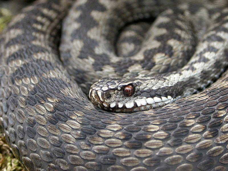 Uwaga na żmije! - Żmija zygzakowata