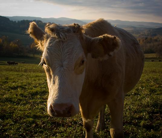 Zrób foto krasuli - Źródło: sxc.hu / Petr Vins