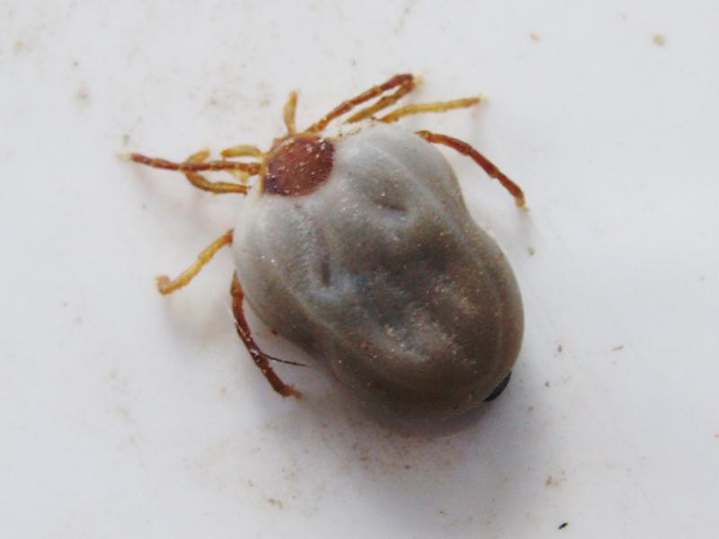 Uwaga na kleszcze! - Źródło: sxc.hu / Sergio Venturi