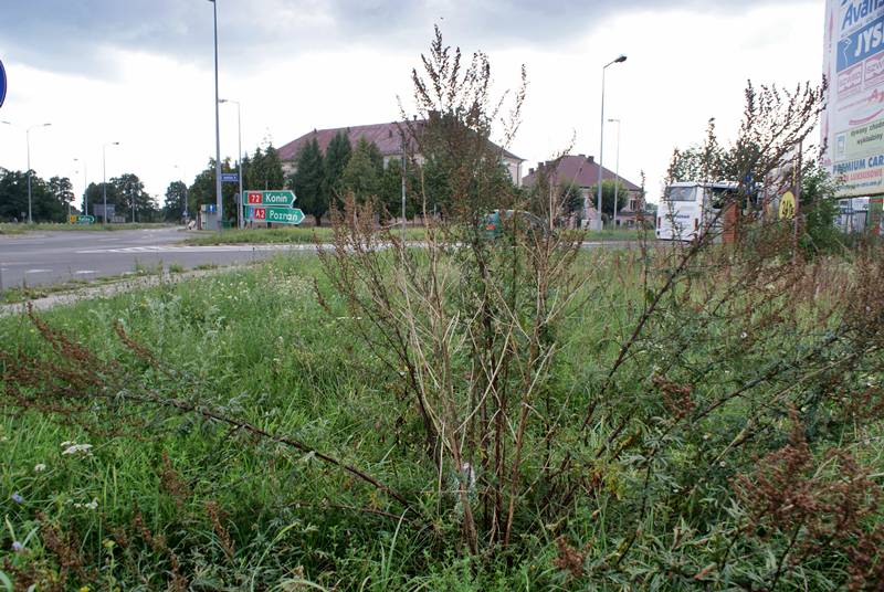 Turek wita chaszczami