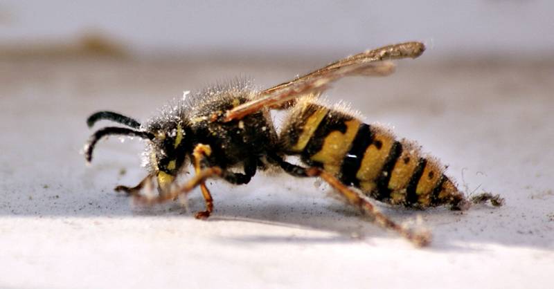 Ostrożnie z owadami! - Źródło: sxc.hu / Ryan Smart