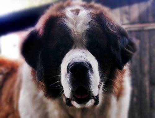 „Kupa” psich problemów