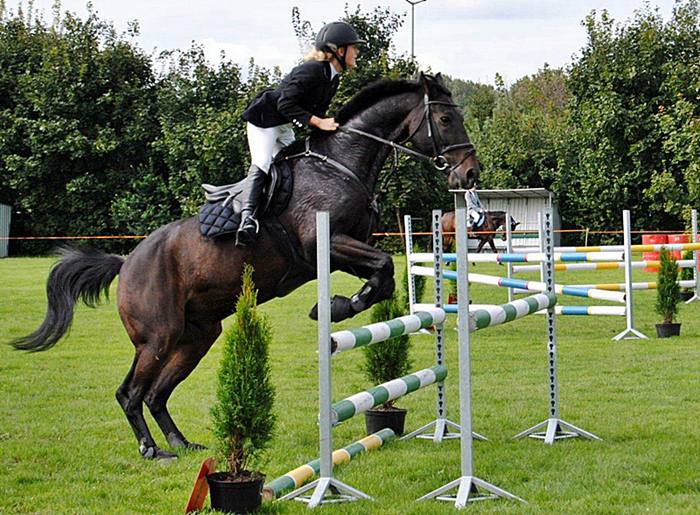 Imprezowy koniec lata - Mistrzostwa w powożeniu zaprzęgami przyciągają coraz więcej turkowian