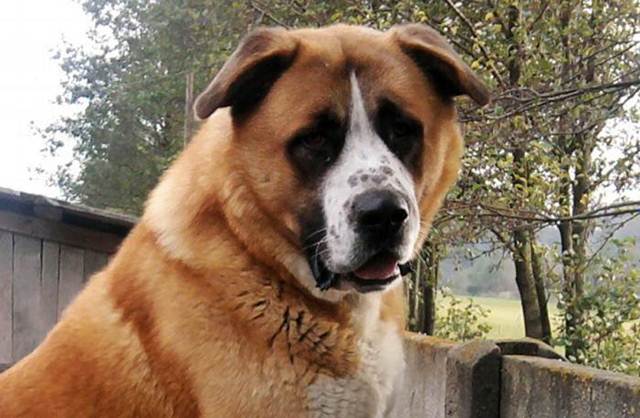 Psy nie na odstrzał, no i z uszami