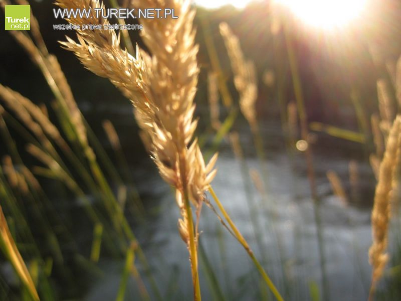 Słowa dla rolników z naszego powiatu/ Andrzej Burszewski - Źródło:sxc.hu