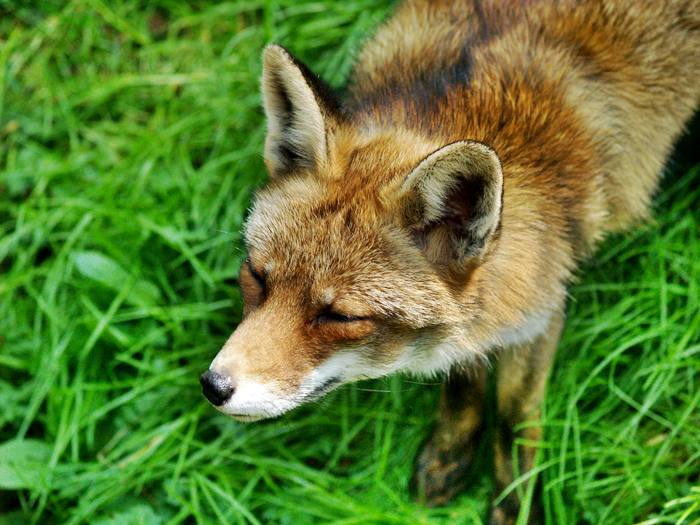 „Nie” wściekliźnie lisów - Źródło: sxc.hu / Marc Aert