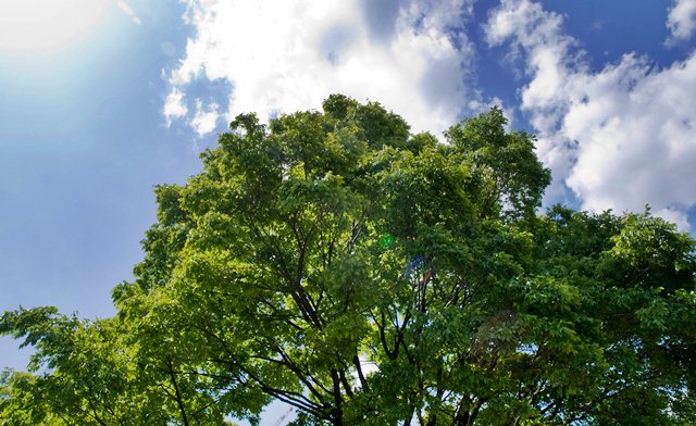 Posadzą nowe symbole - Źródło: sxc.hu