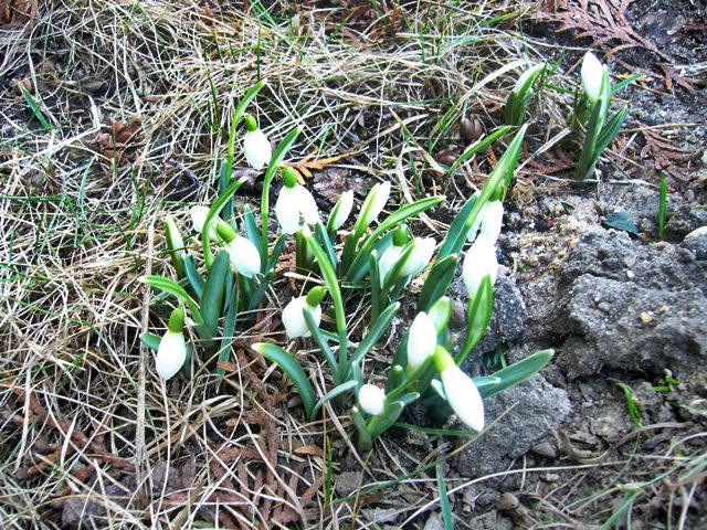 Wiosna Wiosna ach to Ty / Andrzej Burszewski - Fot. Andrzej Burszewski