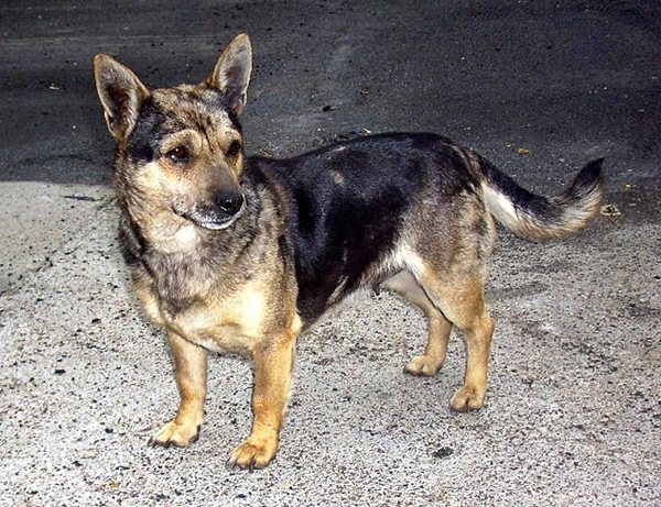 Przygarnij przecudną Sunię