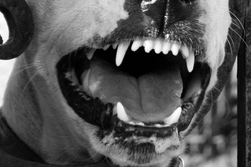 Psy ganiają ludzi, a radni na nie psioczą - foto: sxc.hu / Daniel Andres Forero 