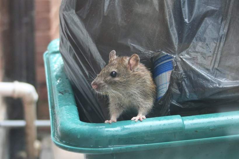 Szczur - niepożądany sąsiad - Foto: sxc.hu / Adam Davis