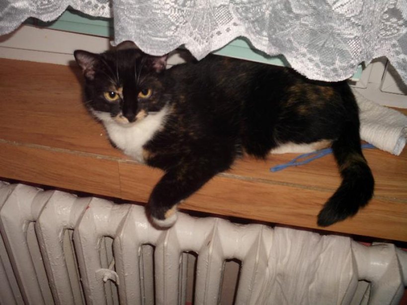 Zaginęła kotka - prosimy o pomoc w jej odnalezieniu! - Foto: Archiwum prywatne