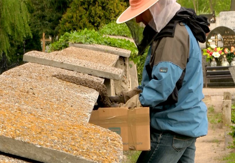 Wideo: Niebezpieczny rój pszczół na cmentarzu