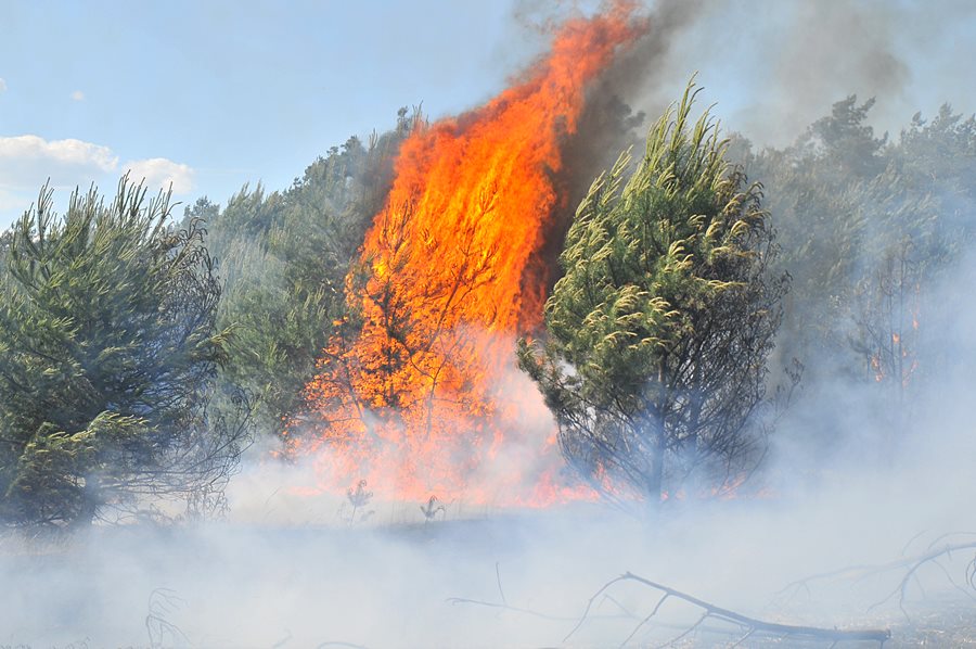 Wideo: Środa pełna pożarów. Strażacy gasili lasy w gm. Przykona i Tuliszków