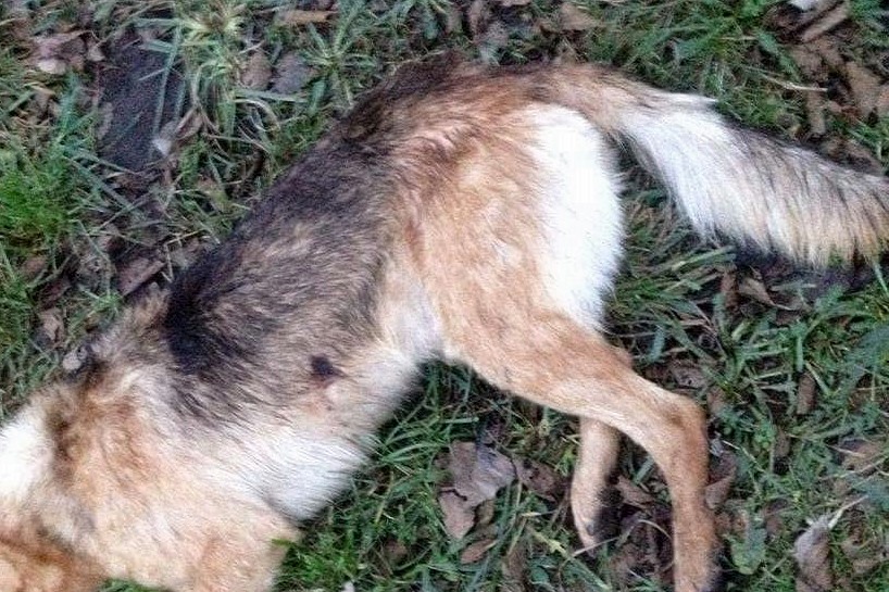 Ktoś zastrzelił psa w Kowalach? (drastyczne zdjęcia!) - foto: archiwum prywatne Czytelniczki