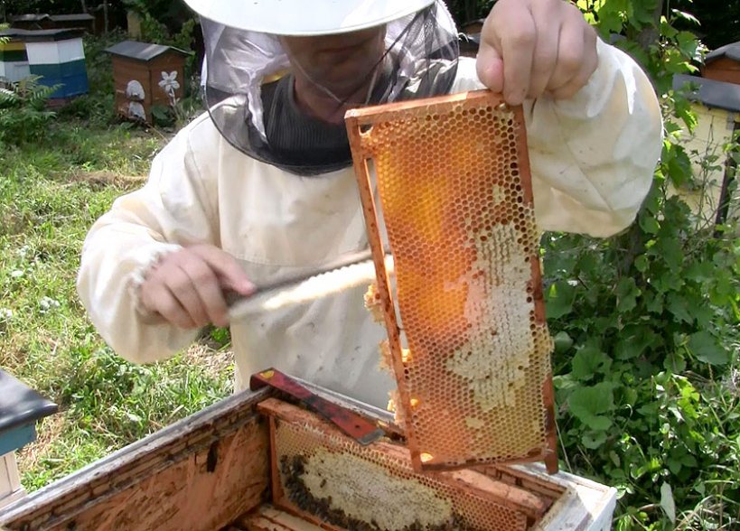 Wideo: Każda pszczoła jest na wagę złota