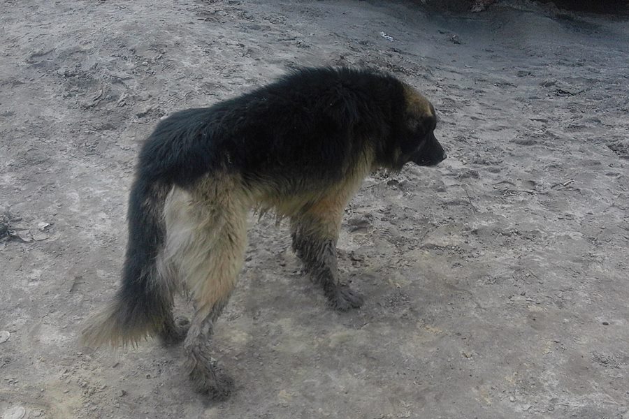 Górnicy uratowali niewidomego psa - foto: nadesłane przez Czytelnika