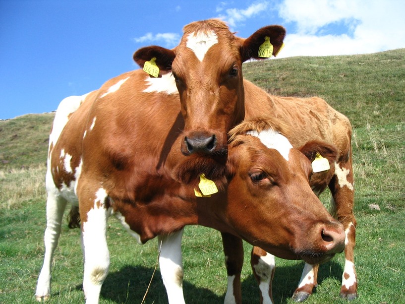 Pomoc dostosowawcza dla producentów mleka i rolników - foto: freeimages.com / jet steverink