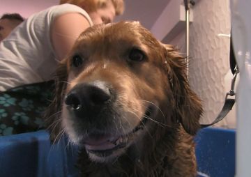 Wideo: Gracja - pies terapeuta w salonie SPA