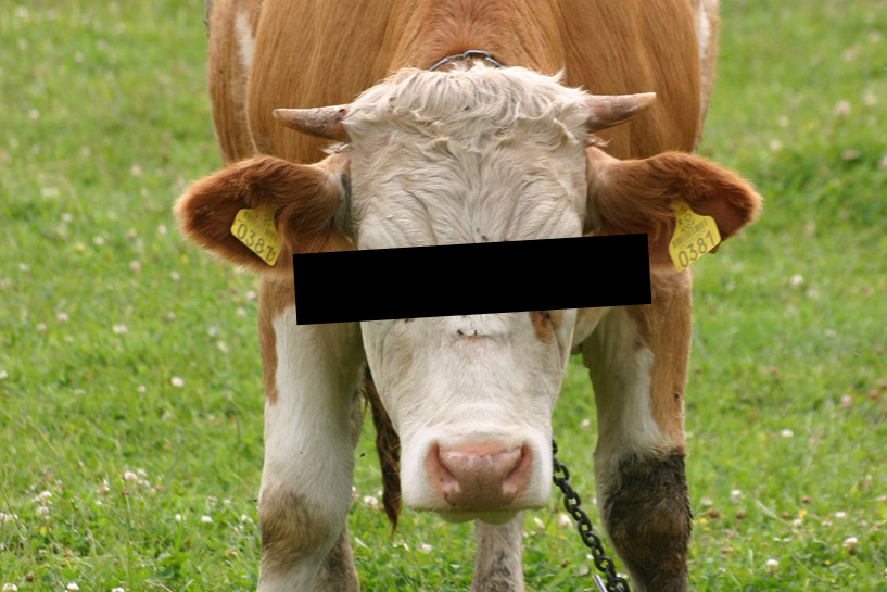 Dobra: Krowa walczy o życie. Uciekła z rzeźni, raniła kobietę - foto: freeimages.com / László Bácsi