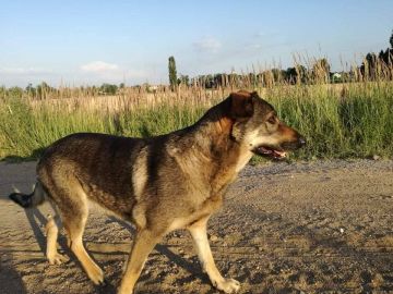 Apel Czytelniczki o pomoc w odnalezieniu psa