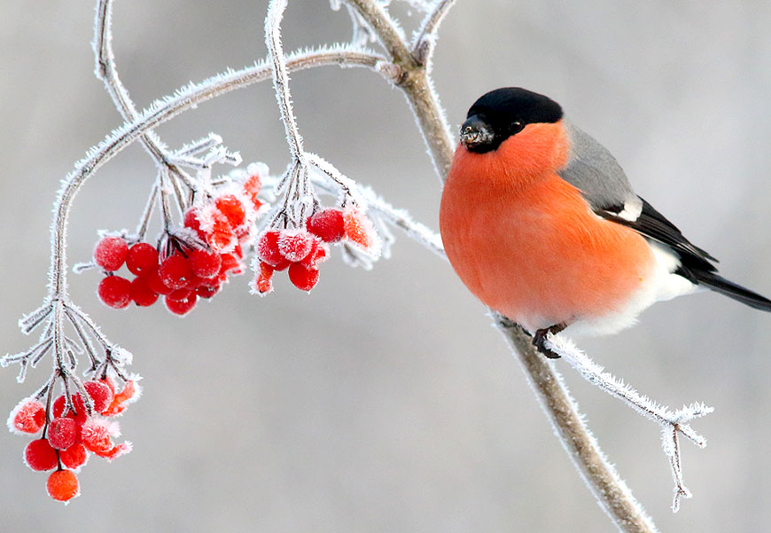 Turkowska Grupa OTOP zaprasza na Zimowe Ptakoliczenie 2020