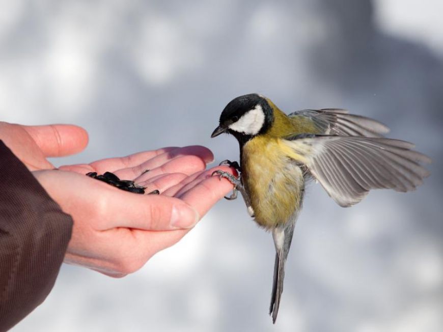 Weekend z TGL OTOP: Mądre rady na dokarmianie ptaków zimą
