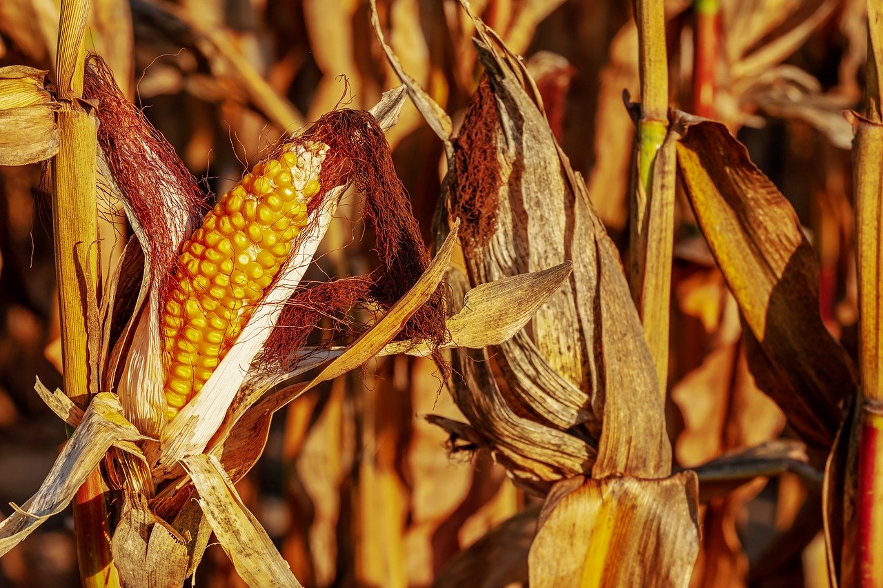 Najważniejsze powody dla których kiszonka z kukurydzy się psuje