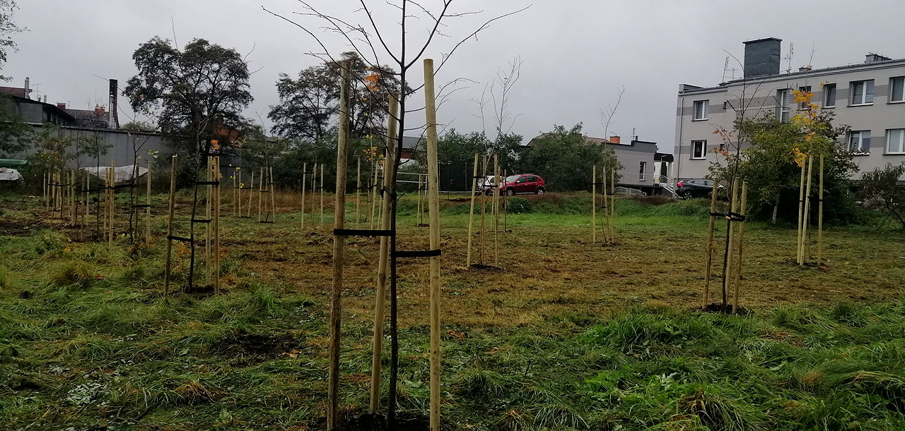 Nowe drzewka w Malanowie. Wysoka dotacja na zakup sadzonek