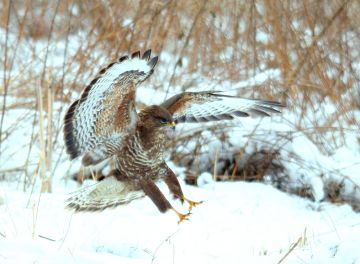 Robaczki mnie nie pociągają... Kalendarz...