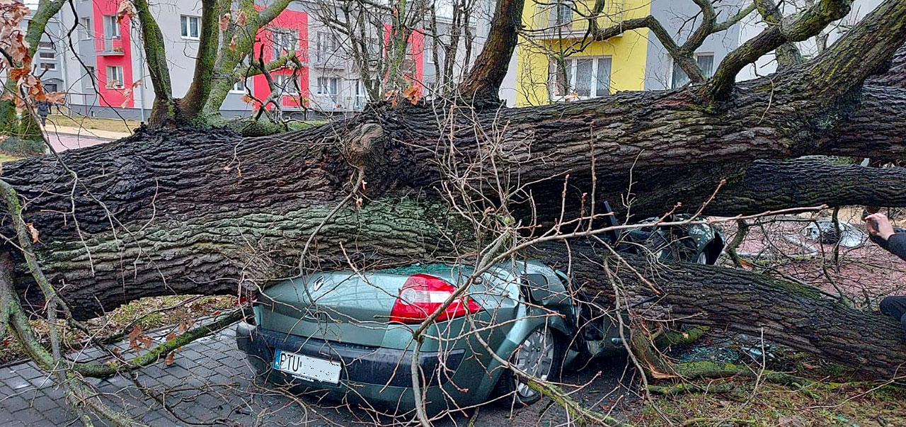 Orkan zniszczył 20 ha lasów w powiecie tureckim. Runął też dąb Wojciech - fot.: PGKiM w Turku