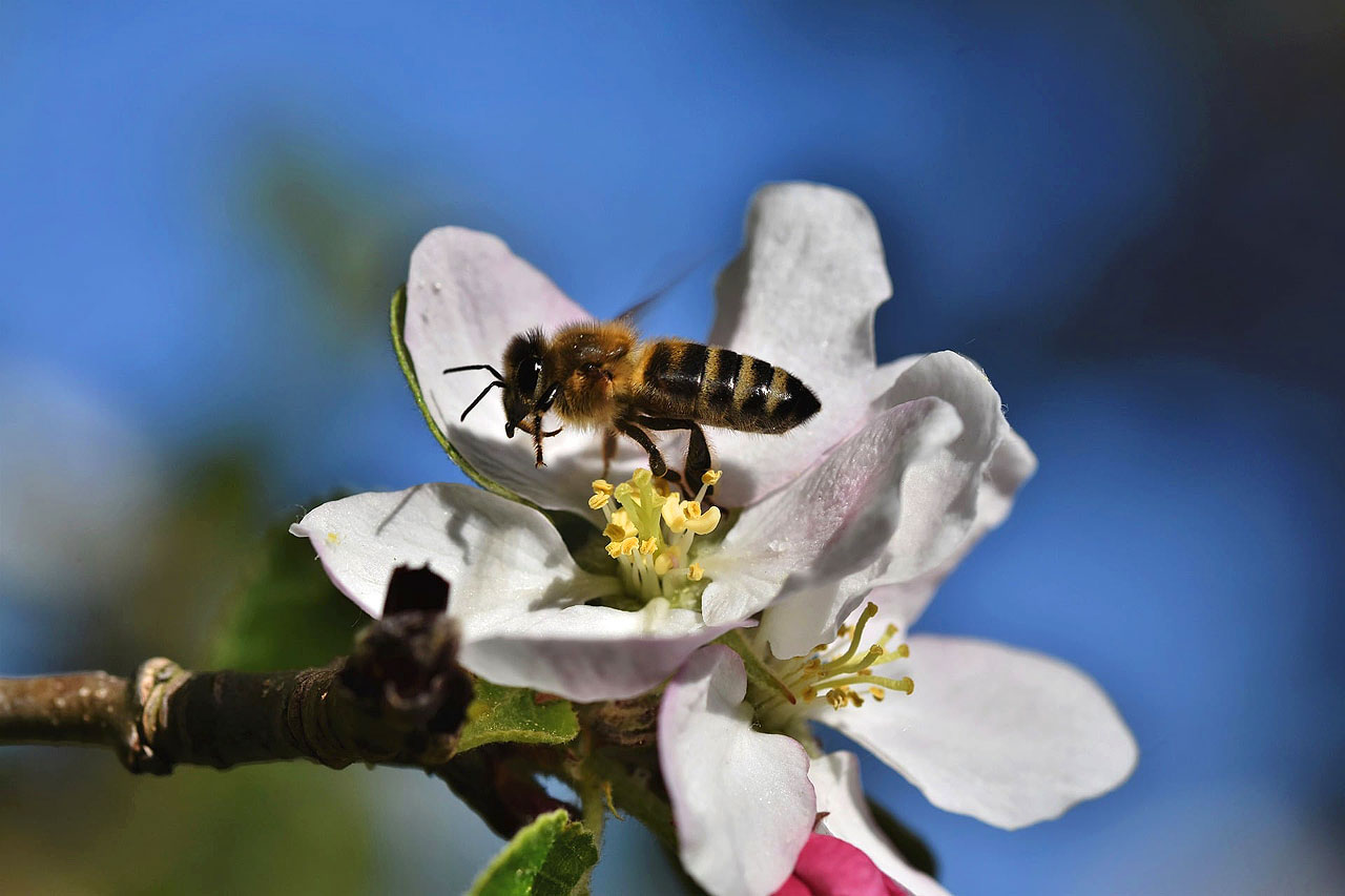 Więcej pszczół na Bursztynowej i Słonecznej. Miododajne drzewa z dofinansowaniem od Marszałka 