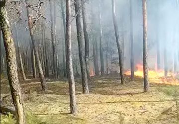 Płonął las w leśnictwie Grzymiszew! W akcji...