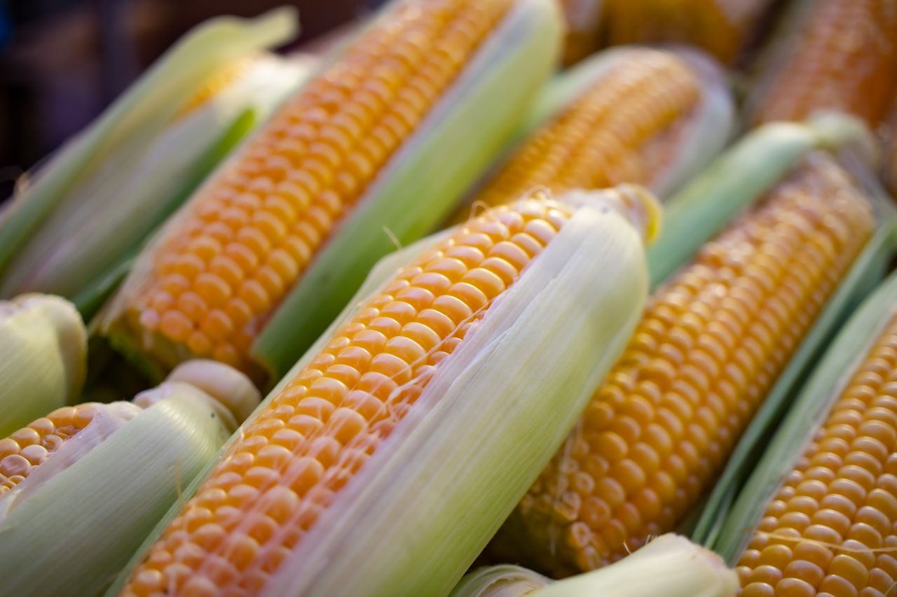 Jak ugotować kukurydzę, aby była miękka i soczysta?