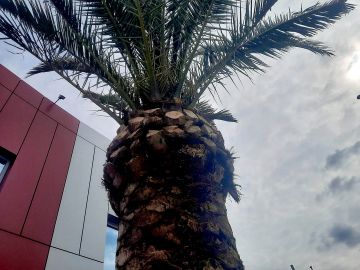 Egzotyczna palma w mieście! To nie Turcja, to...