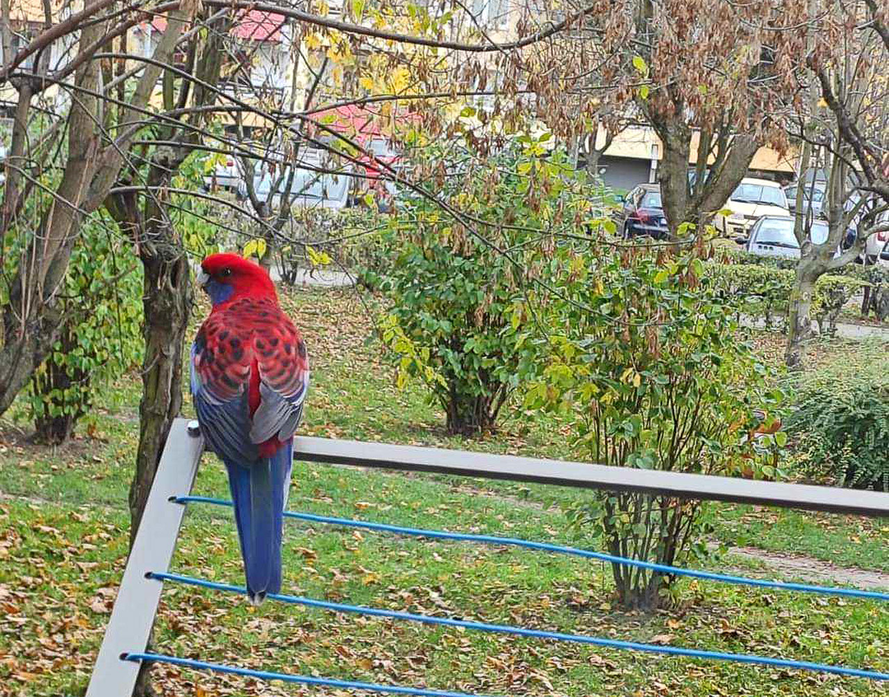 Rozelka na gigancie. Egzotyczna papuga zamieszkała w parku Tura! - fot. opublikowane przez mieszkańca