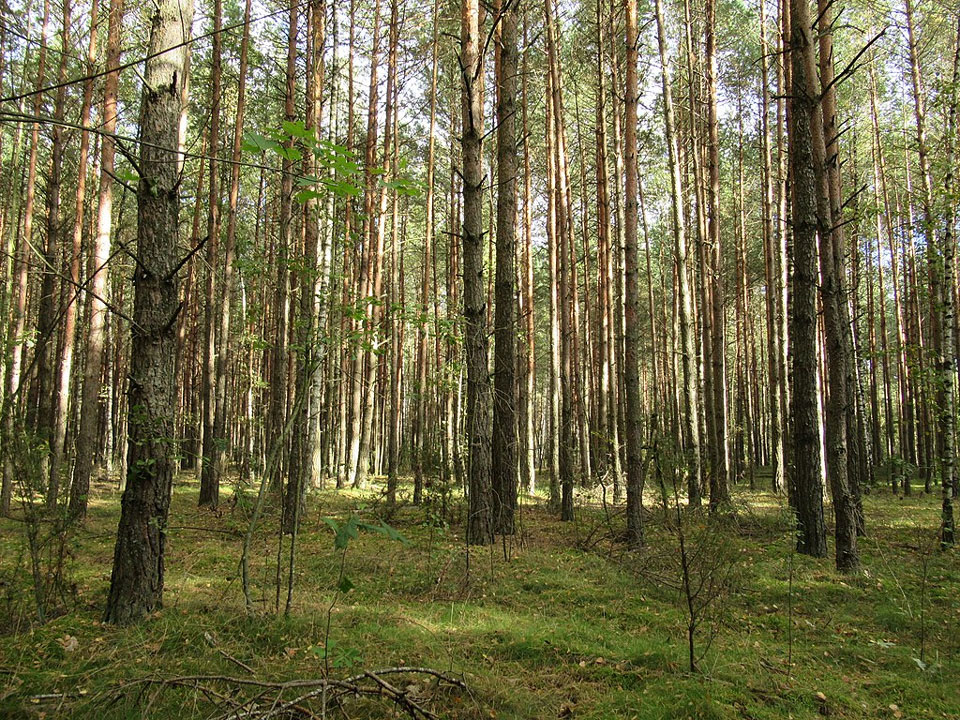 Powstaje projekt planu urządzenia lasów. Składanie wniosków do 5 stycznia