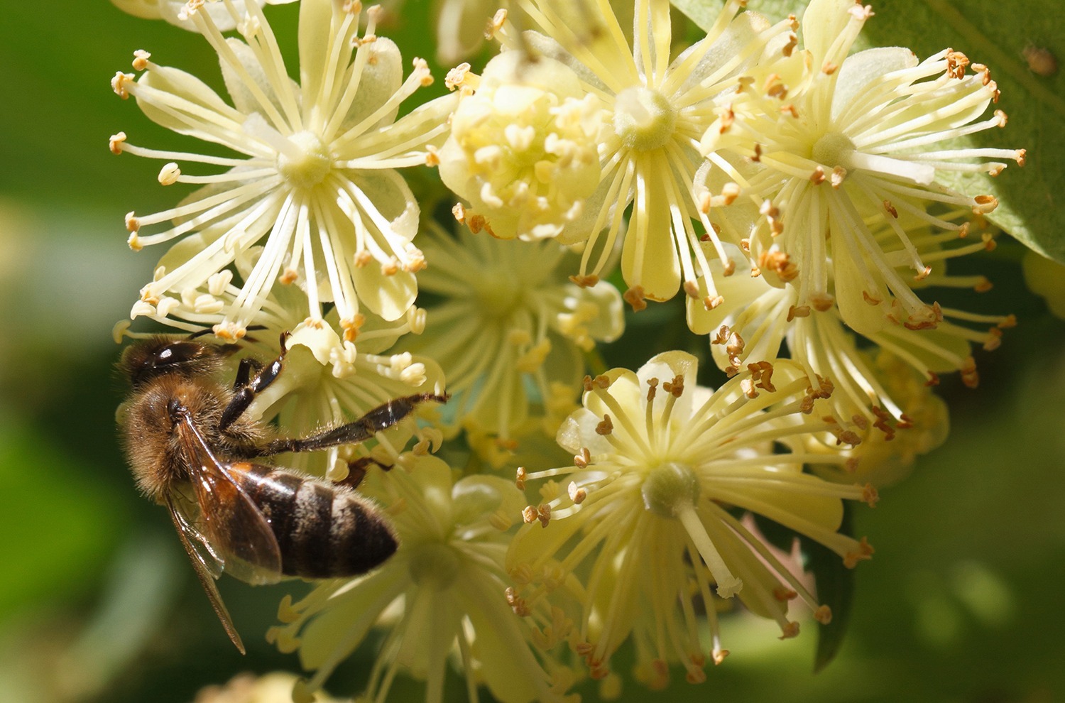 Malanów też inwestuje w pszczoły. W gminie posadzą kolejne drzewa miododajne