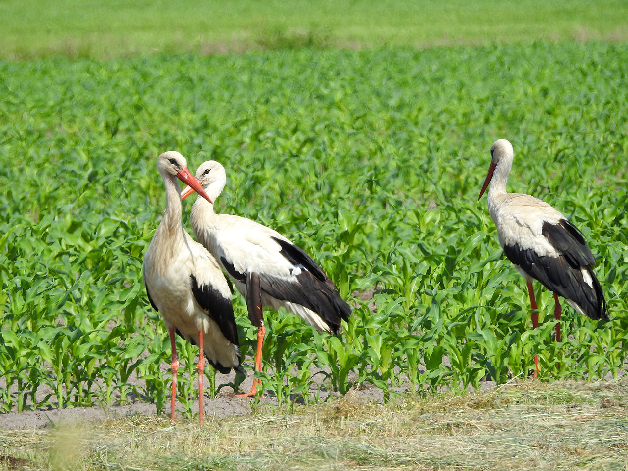 Podsumowanie obrączkowania bocianów białych w Powiecie Turkowskim i Konińskim - Obrączkowanie bocianów / fot. TPL OTOP Turek