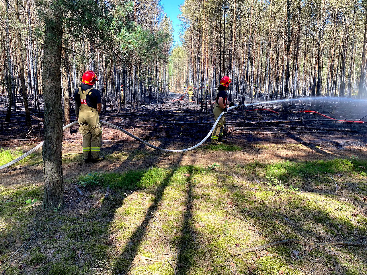 Upały i brak deszczu sprzyjają pożarom. Strażacy uratowali las w leśnictwie Linne - pożar lasu w Linne /fot. P. Plichta, P. Pietrzak