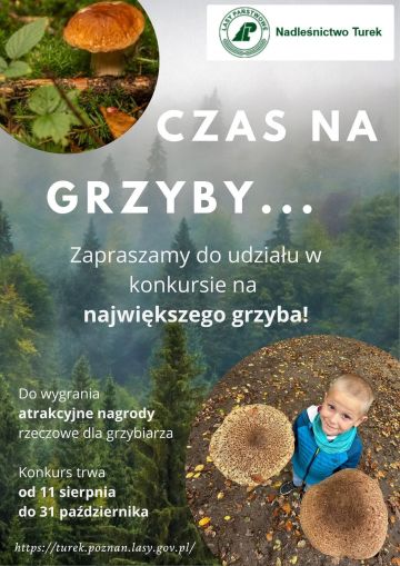 Znajdź największego i pokaż jaki jesteś Kozak! Rusza konkurs grzybiarski Nadleśnictwa Turek
