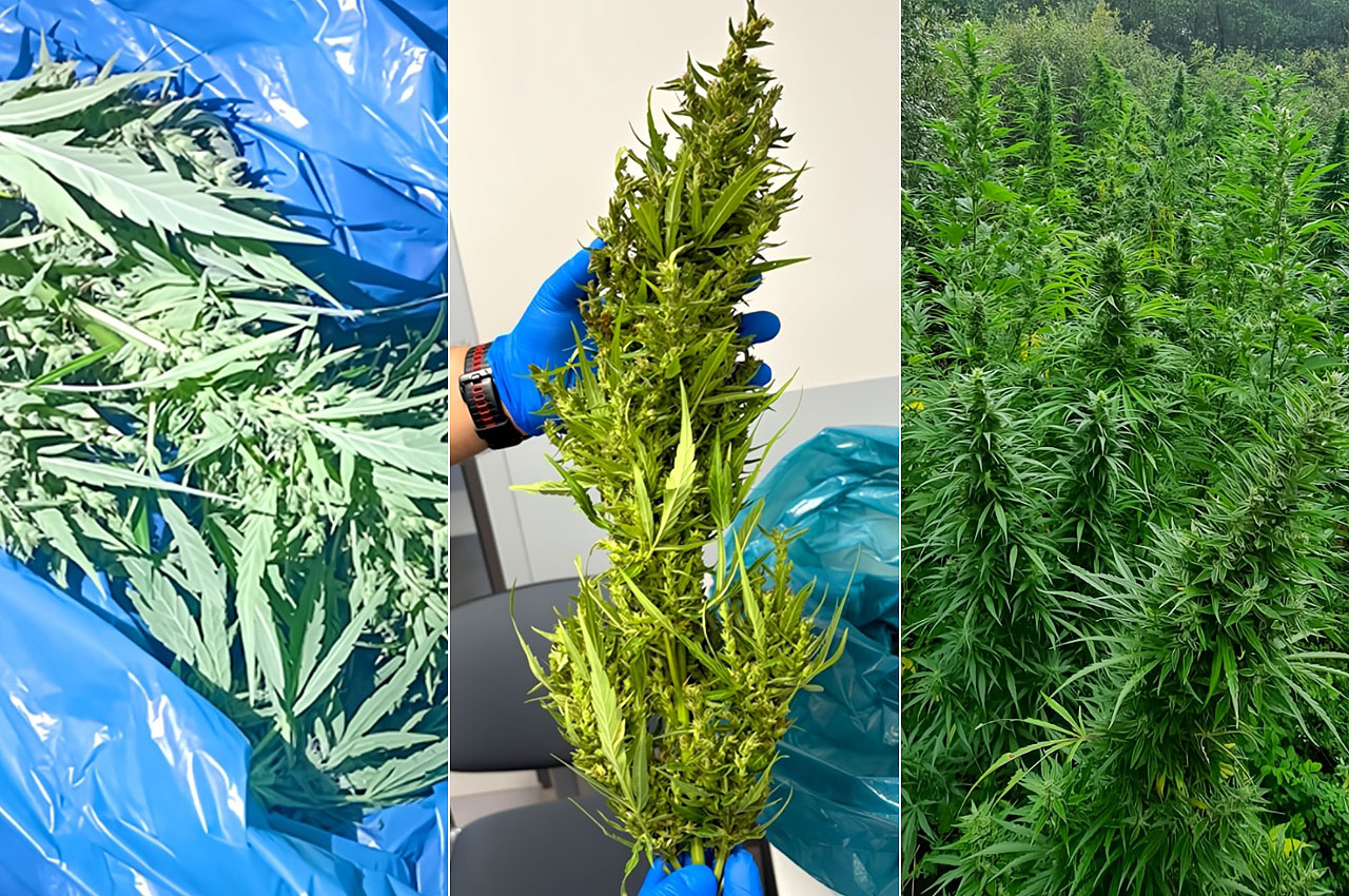 Zatrzymani z własną uprawą i blisko kilogramem narkotyków! Kryminalni z Turku rozbili narkotykowy proceder - Policja w Turku zlikwidowała uprawę konopi/ fot. KPP Turek