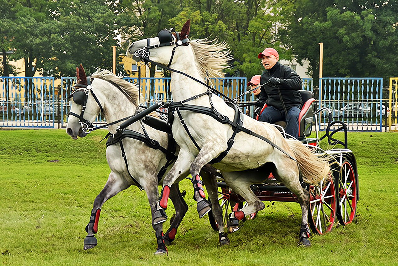 Niedziela z końmi. Mistrzostwa powiatu w powożeniu i skokach już w niedzielę w Russocicach
