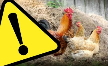 Ptasia grypa w powiecie tureckim? Zobacz mapę...