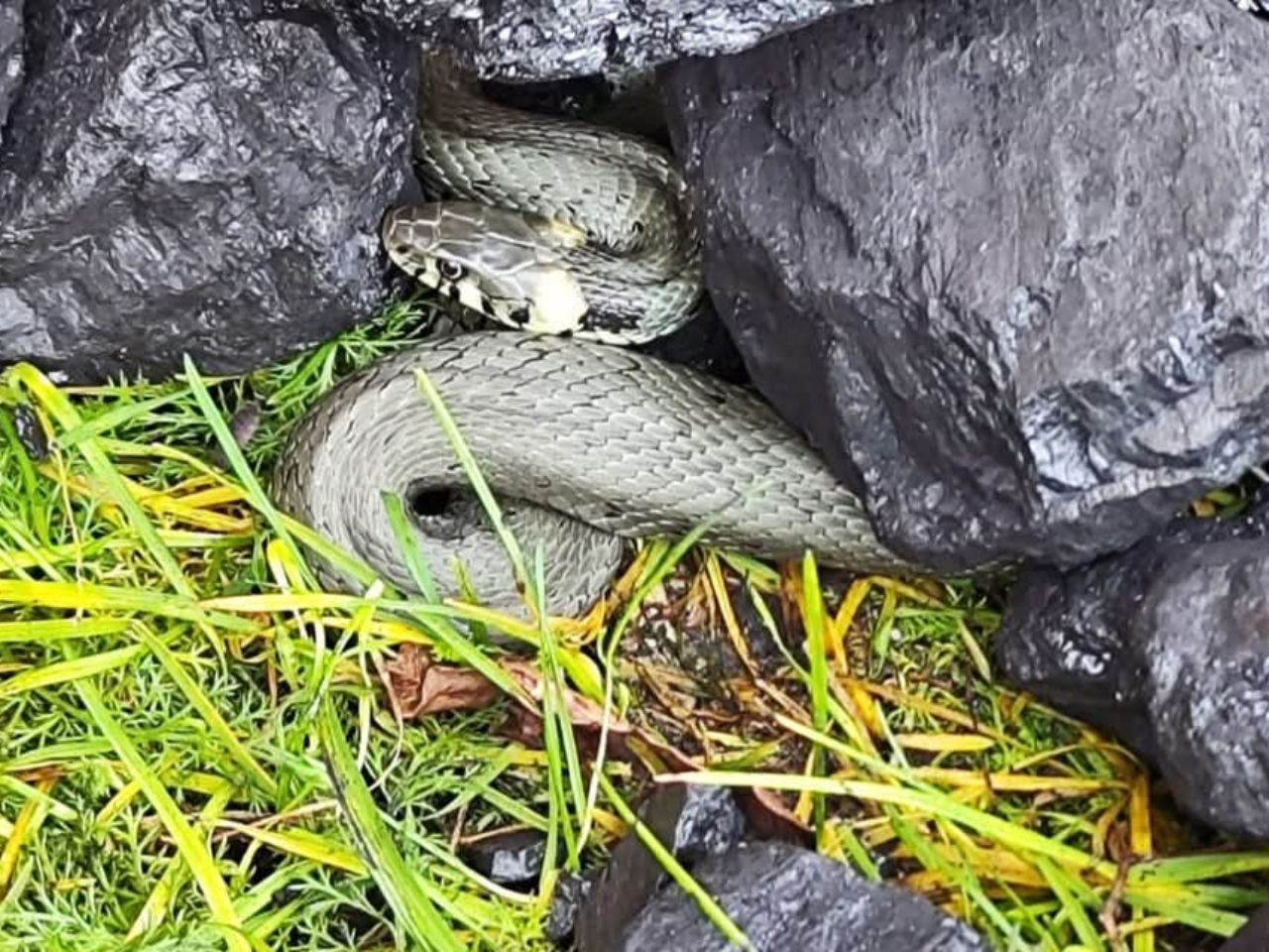 Węgiel z niespodzianką. Mieszkanka powiatu tureckiego znalazła węża, pomógł policjant z Turku - Wąż w opałowym składzie w powiecie tureckim /fot. KPP Turek