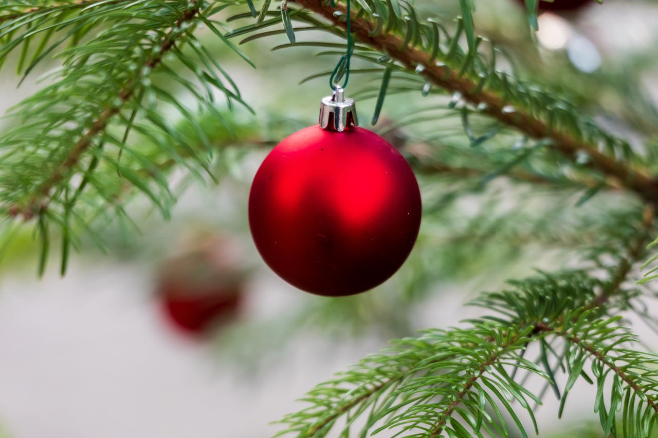 Żywa choinka na święta – dlaczego warto i jak wybrać idealne drzewko?